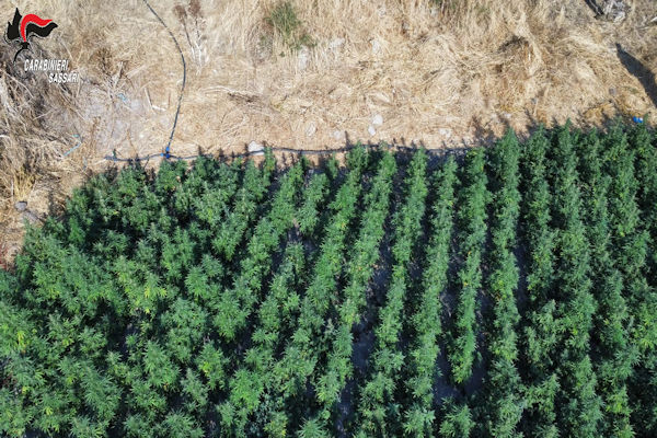 Piantagione di Cannabis tula