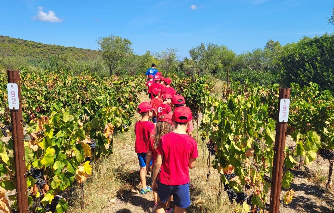 vendemmia