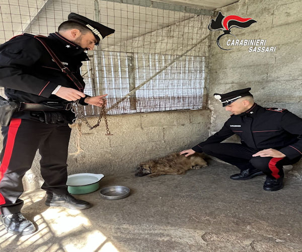 Cane salvato dai Carabinieri